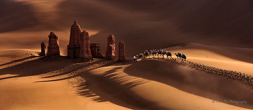 china desert xinjiang camels kumtagdesert