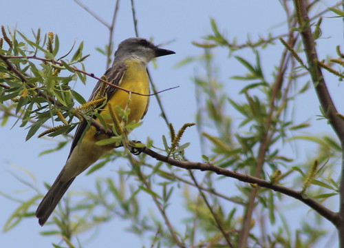 bird kingbird couchskingbird tyrannuscouchii