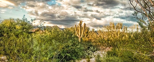 desert nature cactus cacti clouds flora fauna landscape scape panorama pano trees