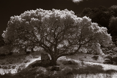 tree oak chinacampstatepark blackandwhite infrared backlight shadows sunshine rock