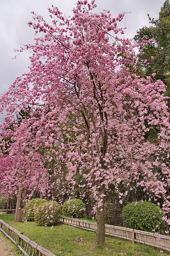 【写真】2013 桜 : 半木の道/2021-11-05/IMGP9487