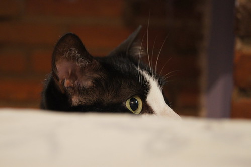 blackandwhite cat gato meow miau