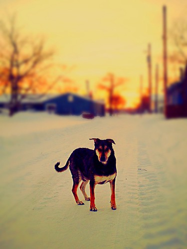 winter sunset dog snow cold fire larry lane
