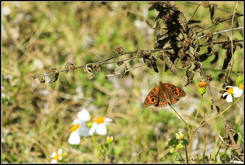 butterfly dominicanrepublic mariposa republicadominicana quisqueya laindiadelcibao elsaguerrero