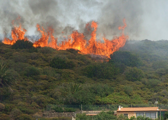 incendios-forestales-diarioecologia