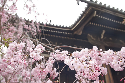 【写真】2014 桜 : 立本寺/2020-03-01/IMGP5737