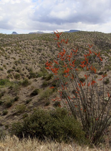 2016 arizona desert flickr flowers galiuromountains gps landscapes mountains ocotillofouquieriasplendens panoramio pinalcounty sanpedrorivervalley usa unitedstatesofamerica