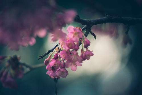 dorset spring poole harbourviewphotography photography kingstonlacy tree pjackson pink blossom