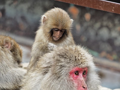 Japanese Macaques enjoying the hot springs at Yudanaka