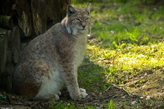 Lynx - Photo of Lumigny-Nesles-Ormeaux