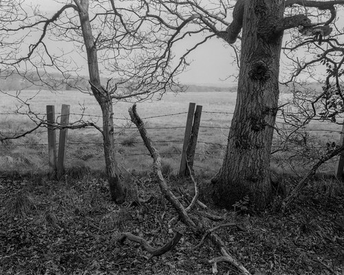 trees landscape rural northeast black white bw 4x5 5x4 largeformat toyo45a monochrome fence branches