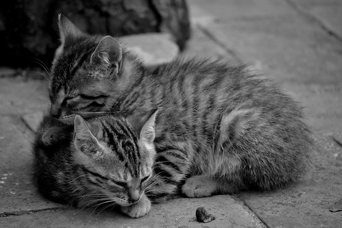 Kittens cuddling
