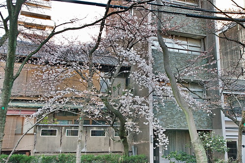 【写真】2013 桜 : 木屋町通り/2019-05-18/IMGP8771