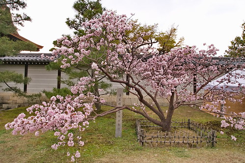 【写真】2013 桜 : 仁和寺/2020-10-17/IMGP0015
