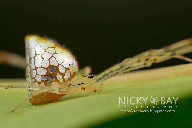 Mirror Spider (Thwaitesia sp.) - DSC_9767