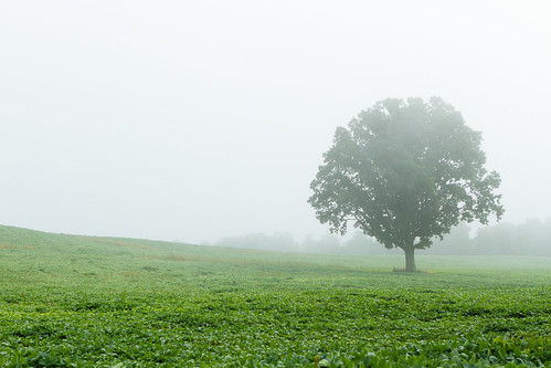 tree art misty rural landscape alone sunday shy farmland prints sheer foggymorning pwlandscape