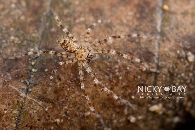 Huntsman Spider (Sparassidae) - DSC_0716