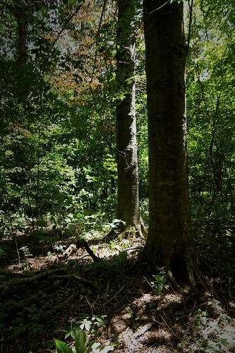 trees summer woods hancockcountyindiana schrammwoodsnaturepreserve