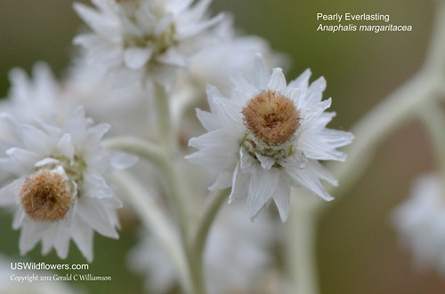 Pearly Everlasting, Western Pearly Everlasting - Anaphalis margaritacea