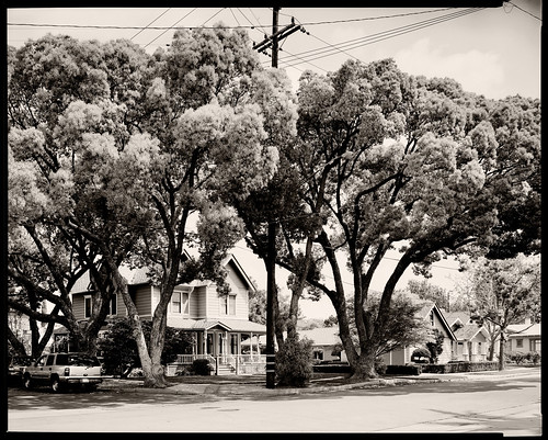 trees orange streetphotography ebony gitzo rodenstock arista aristaeduultra100 pyrocathd rw810