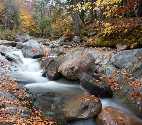 autumn leaves foliage rivers streams