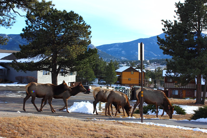 Rocky Mountain Elks