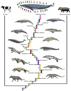 A phylogenetic blueprint for a modern whale