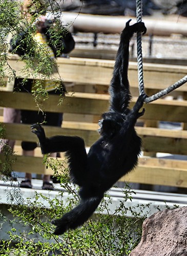 zoo texas ape swinging primate brownsville gibbon gladysporterzoo symphalangussyndactylus nikond7000 nikkor18to200mmvrlens commonsiamanggibbon