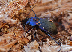Violet Ground Beetle (Carabus problematicus) hibernating in dead wood - Photo of Tanville