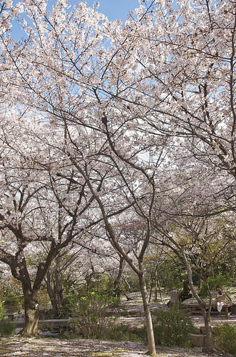【写真】2014 桜 : 四天王寺/2021-03-19/IMGP5842