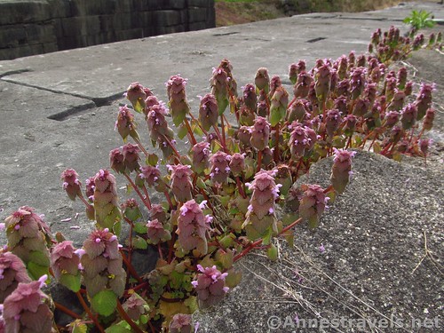 Flowers grow between the paving stones of an old Erie Canal Lock, New York