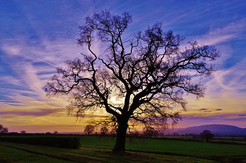 sunrise haughmond hill shropshire sky clouds light colour tree silhouette hills field lines trails