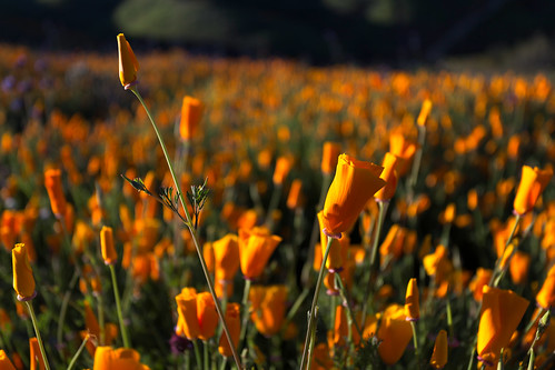 lakeelsinore california unitedstates us walkercanyon wildflower poppy poppies californiapoppy fields spring 2017