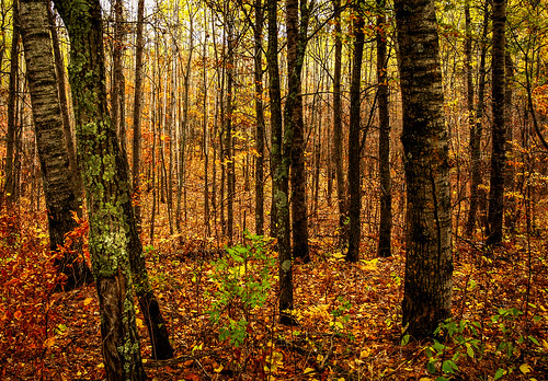 mississippiriver autumn colors foliage leaves trees brainerd minnesota unitedstates us