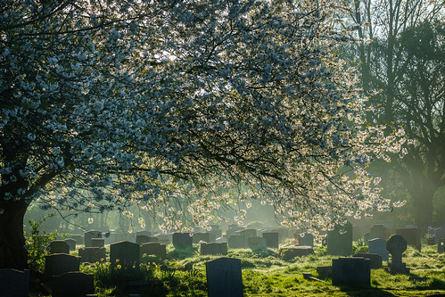 countryside uttlesford sunrise gravestones graveyard blossom mist essex landscape england dunmow uk greatdunmow
