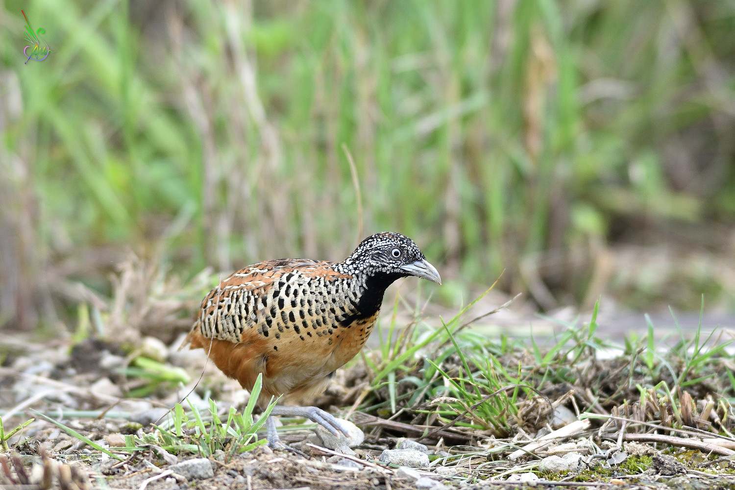Barred_Buttonquail_3298
