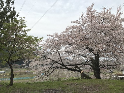 landscape sakura cherryblossom tree spring flower