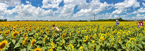 flowers summer panorama field landscape geotagged texas allen unitedstates tx pano panoramic sunflowers sunflower collincounty fathersday lightroom flowersplants sunflowerfield 2013 iphone5 exif:iso_speed=50 fostersfarm exif:make=apple iphoneography camera:make=apple ©ianaberle exif:aperture=ƒ24 exif:focal_length=413mm exif:model=iphone5 camera:model=iphone5 geo:lat=3312110012111455 geo:lon=9666927516460419