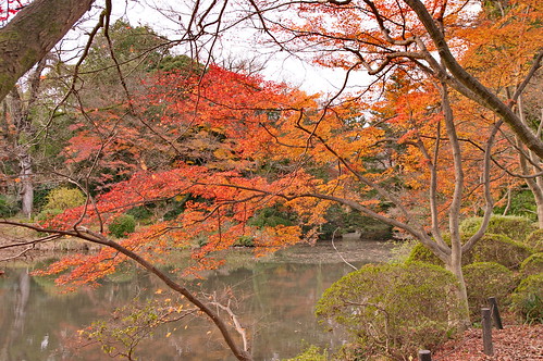 【写真】2012 紅葉 : 京都府立植物園/2019-04-01/IMGP8469