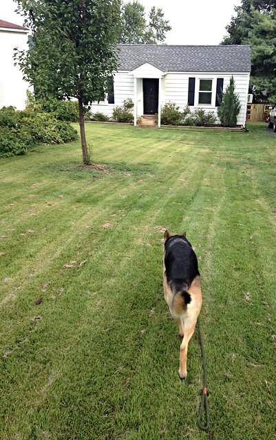 Practicing off-leash recall in the front yard