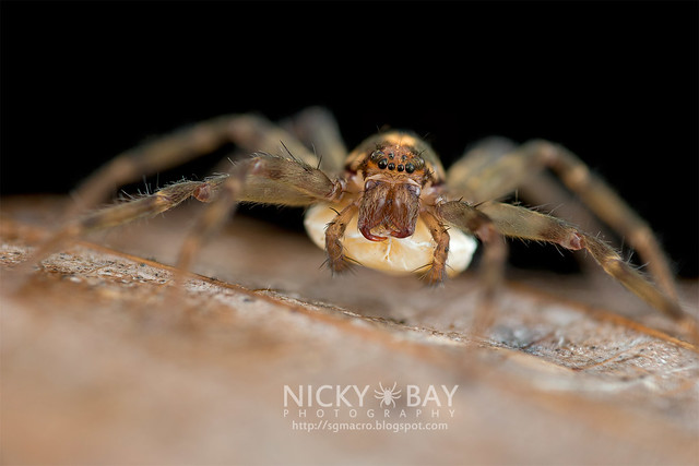 Huntsman Spider (Sparassidae) - DSC_3655