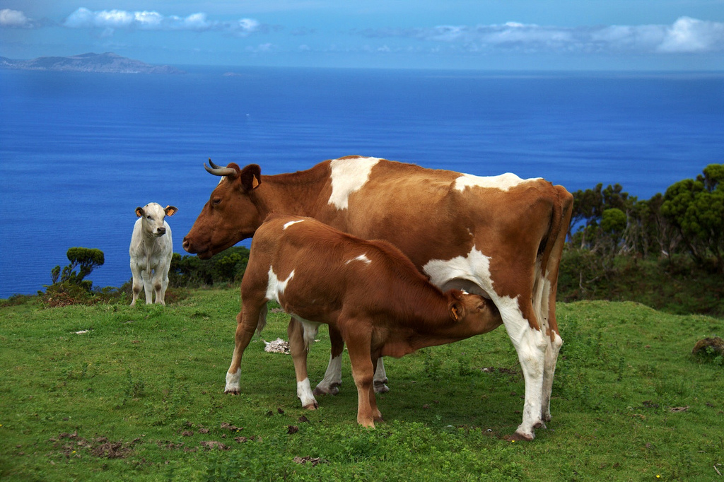13. Vacas en la Isla de São Jorge. Autor, Aitor Salaberria
