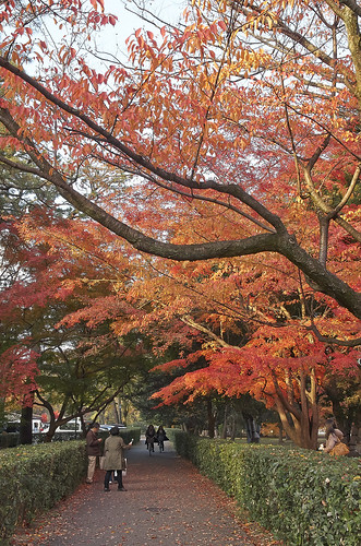 【写真】2013 紅葉 : 京都御苑/2019-12-20/IMGP4249