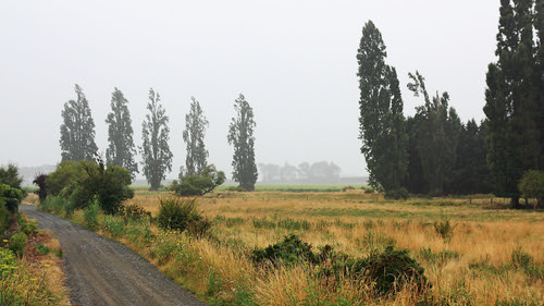 road trees newzealand mist wet grass rain weather misty landscape landscapes nelson rainy waimea southisland tasmandistrict