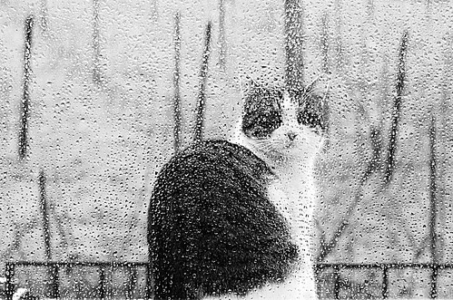 rain cat pioggia gatto arturo