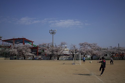 内野の桜 2014