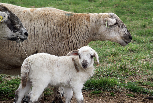 katahdin hair sheep ewes lamb pasture spring