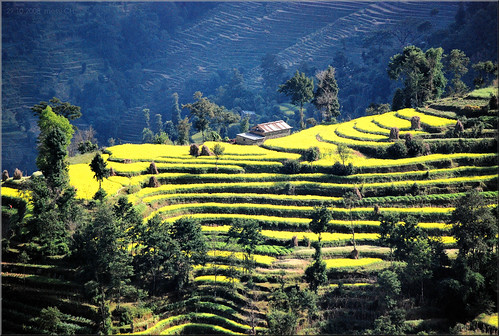nepal nagarkot landscape terraces green trees