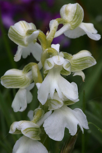 Green Wing Orchid Anacamptis morio var. alba