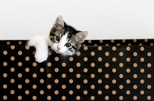 cat kitten gatto arturo pois toybox scatolone ©nicopiotto